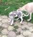 6 chiots whippet lof, sables et bringés - photo 3
