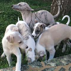 6 chiots whippet lof, sables et bringés