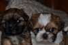 Chiots Shihtzy.texte (219) 243-9214 - photo 1