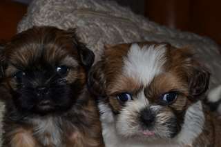 Chiots Shihtzy.texte (219) 243-9214