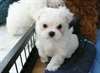 maltais chiots AKC exceptionnels pour adoption - photo 1