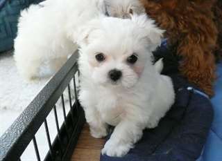 maltais chiots AKC exceptionnels pour adoption