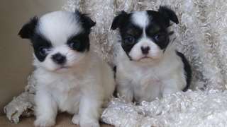 Chiots Chihuahua pour adoption