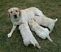 chiots labrador retriever, OFA akc, - photo 1