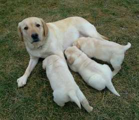 chiots labrador retriever, OFA akc,