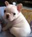SUPERBE CHIOT  bouledogue français à vendre - photo 1