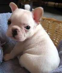 SUPERBE CHIOT  bouledogue français à vendre