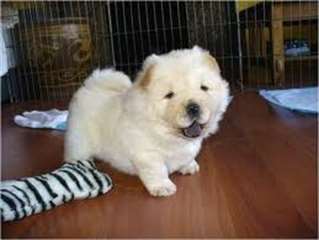 beaux chiots  chow chow DISPONIBLES