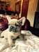 belle Bulldog français à vendre - photo 1