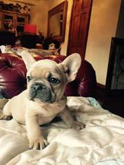 belle Bulldog français à vendre