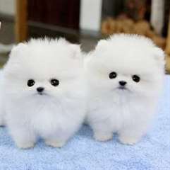 AKC enregistrés chiots pomeranian