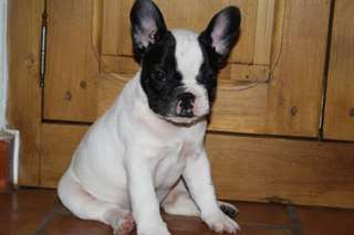 Bulldog fran&#231;ais pour adoption text:(219) 213-6989