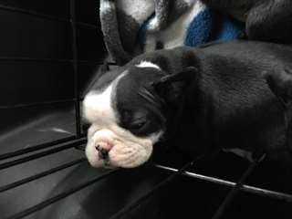 Chiots Boston Terrier à vendre