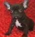 Chiots Bulldog français à vendre - photo 1