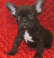 Chiots Bulldog français à vendre