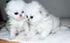 Deux magnifiques chatons persans Écaille disponi - photo 1