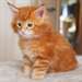 des Chatons Maine coon nous donnons des chatons ma - photo 1