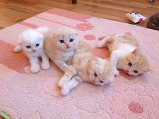 Chatons Scottish Fold disponible pour vous Elevage