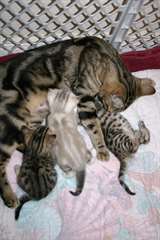 Disponible Magnifiques Chatons Bengal M/F