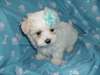 Mini Maltes chiots pour une belle maison (856) 39 - photo 1