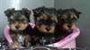 Bébés Yorkshire Terrier Pure Race - photo 1