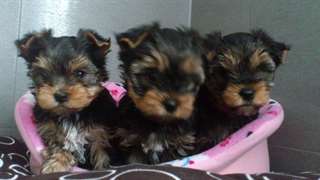Bébés Yorkshire Terrier Pure Race