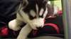 Siberisch Husky voor adoptie tekst: (219) 213-6989 - photo 1