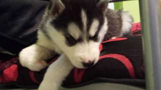 Siberisch Husky voor adoptie tekst: (219) 213-6989
