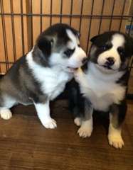 Siberisch Husky voor adoptie tekst: (219) 213-6989