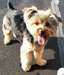 Yorkshire terrier pour adoption - photo 1