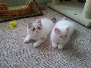 Ragdoll Charme Kittens maintenant disponibles