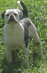 Belles chiots Alapaha Blue Blood Bulldog avec bloo
