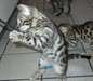Aimables Chatons Bengal dispo - photo 1