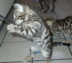 Aimables Chatons Bengal dispo