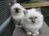 Beau chatons Birman - photo 1