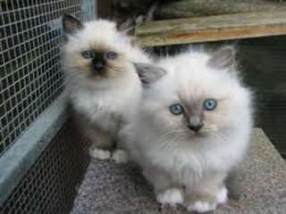 Beau chatons Birman