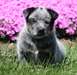 Belle Australian Cattle Dog avec bloodlines Champi - photo 1
