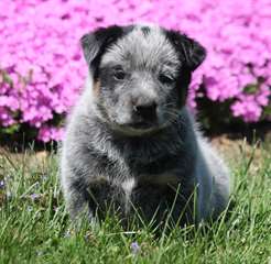 Belle Australian Cattle Dog avec bloodlines Champi
