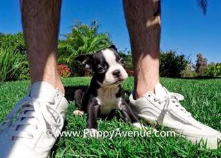 Chiots Boston Terrier à vendre !!! Grover