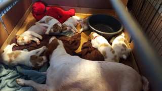 Belle AKC Bretagne puppies.Certified, sant&#233; v&#233;rifi