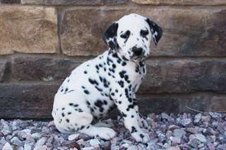 Betsy Dalmatians choits