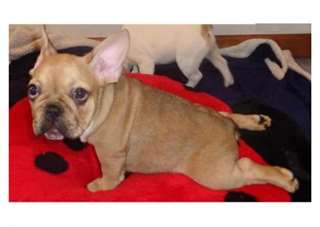 Cute Blue French Bulldog Puppies Available Today