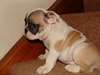 Extra bulldog puppys ffor new homes. - photo 1