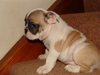 Extra bulldog puppys ffor new homes.