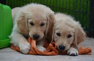 Chiots Golden Retriever à donner pour adoption