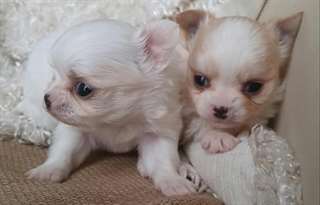 Long Haired Teacup Chihuahua Puppies