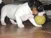 Donne Chienne de type Jack russel - photo 1