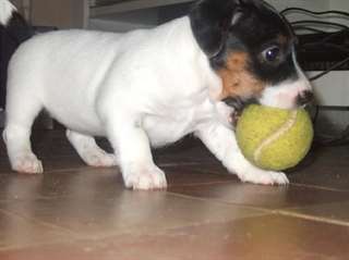 Donne Chienne de type Jack russel