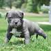 Blue Nose chiots mâles et femelles Pit-bull - photo 2