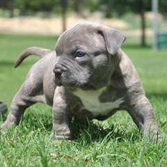 Blue Nose chiots mâles et femelles Pit-bull